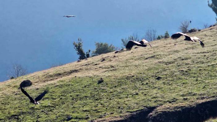 Nesli tükenenler listesindeydi! Kahramanmaraş'ta görüntülendi