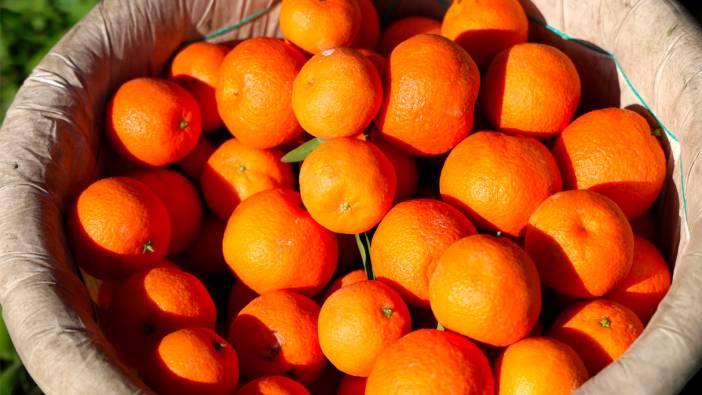 Adana’da mandalina hasadı sürüyor