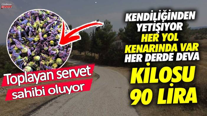 Her derde deva kilosu 90 lira toplayan servet sahibi oluyor! Kendiliğinden yetişiyor her yol kenarında var