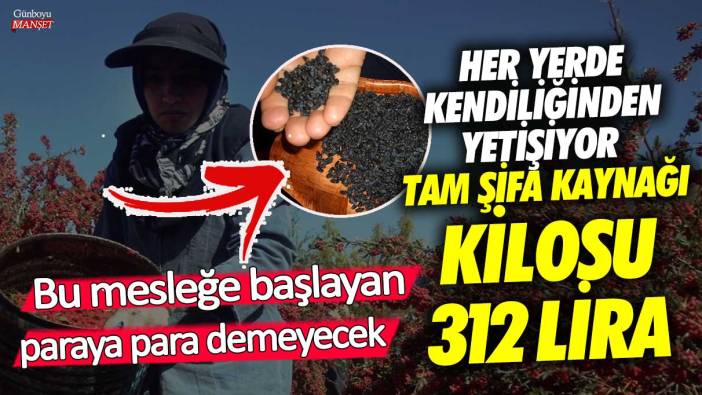 Her yerde kendiliğinden yetişiyor tam şifa kaynağı kilosu 312 lira! Bu mesleğe başlayan paraya para demeyecek