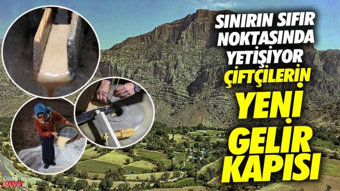 Sınırın sıfır noktasında yetişiyor! İşte çiftçilerin yeni gelir kapısı