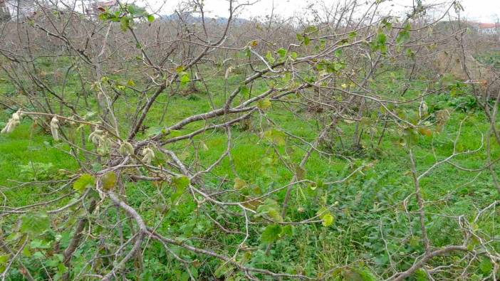Fındıkta tehlike çanları çalıyor: Rekolte kaybı yaşanabilir