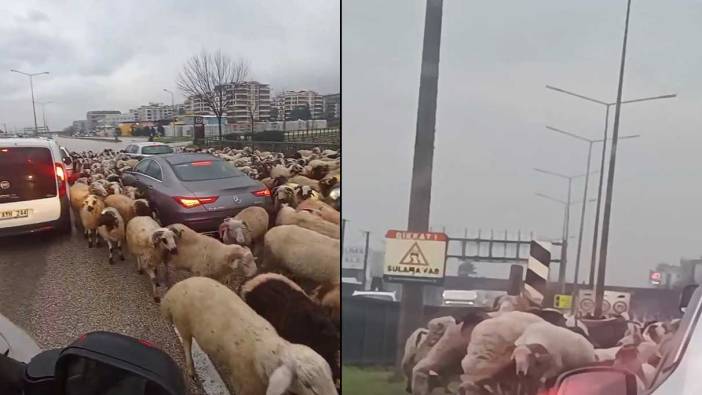 Koyun sürüsü trafiği kilitledi kuyruğun sonu gelmedi