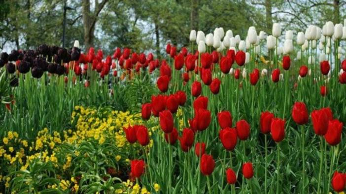 Rüyada çiçek görmek ne anlama gelir, ne demektir?