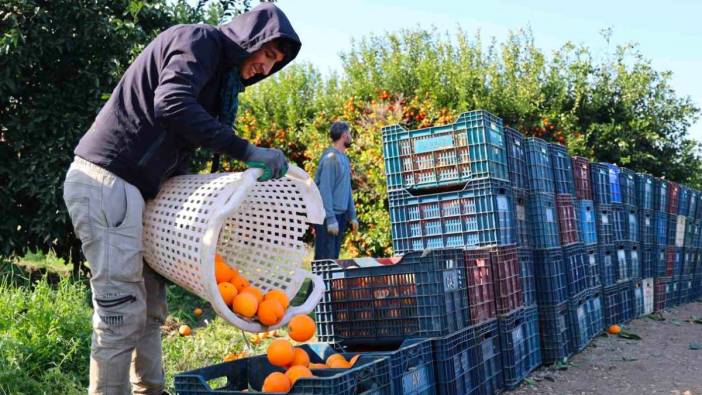 Adana’daki budama işçilerin günlük yevmiyesi 750 lira