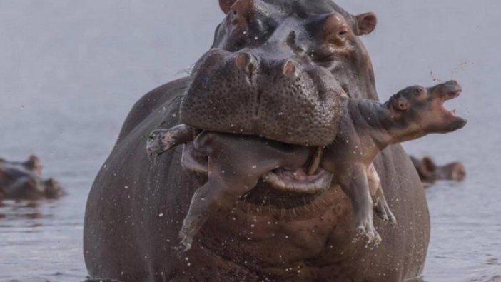 Vahşi yaşam fotoğrafçısı hayran bıraktı!