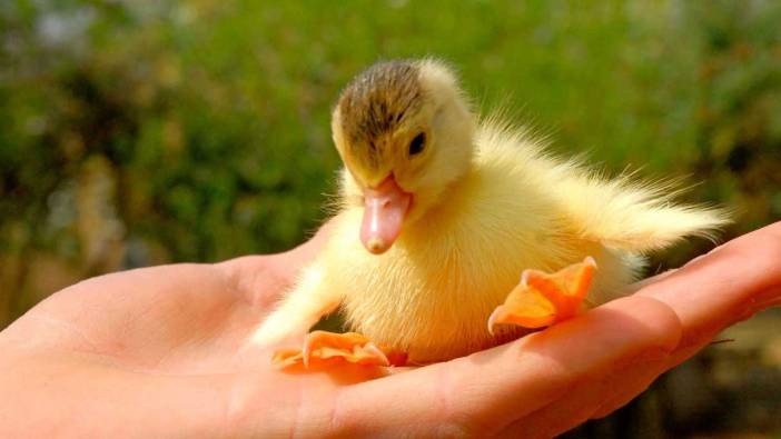 Rüyada ördek görmek ne anlama gelir