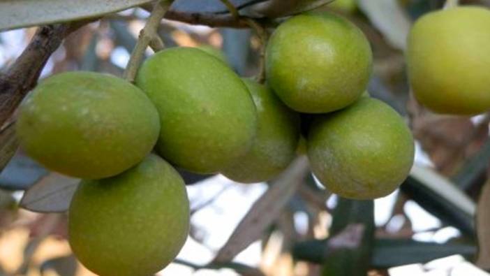 Zeytin hasatında fiyatlar yüzleri güldürdü