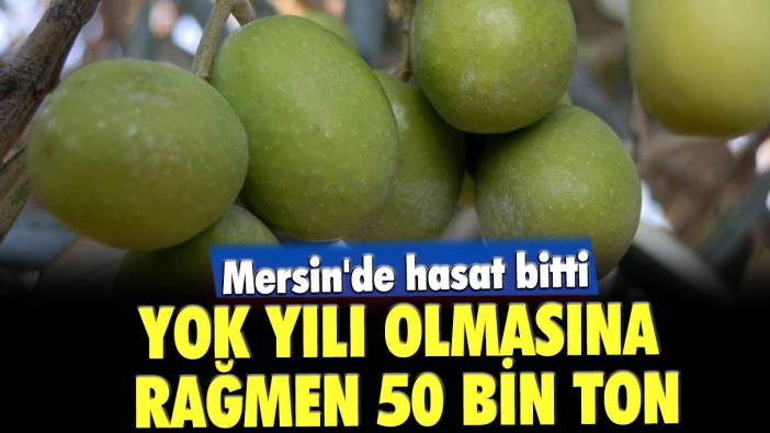 Mersin'de hasat bitti: 'Yok Yılında' 50 bin ton mahsul