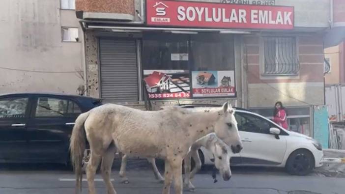 Esenyurt'ta başıboş dolaşan atlar şaşkınlık yarattı