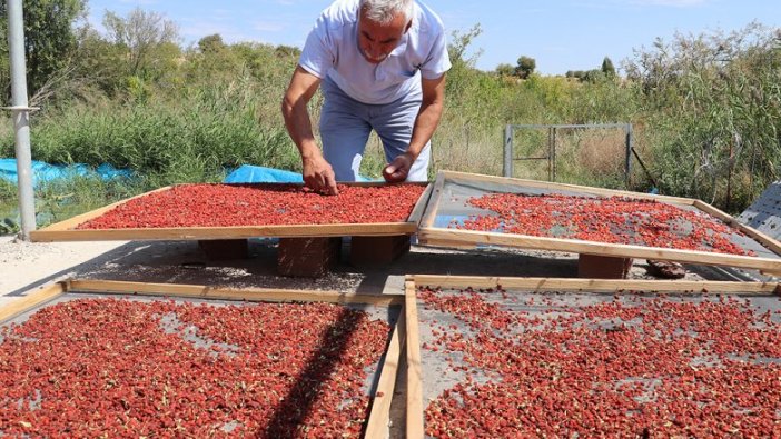 Şifa niyetine 'goji berry' yetiştiriciliğine başladı