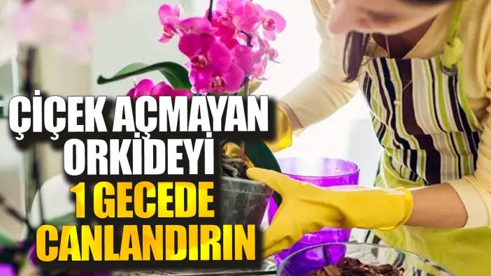 Çiçek açmayan orkideyi 1 gecede canlandırın!