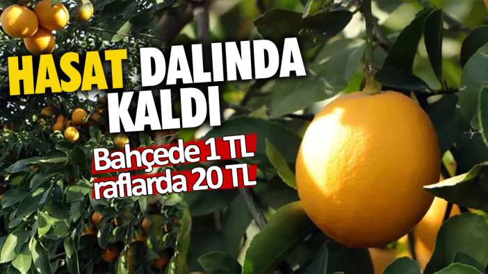 Hasat dalında kaldı: Bahçede 1 TL raflarda 20 TL...