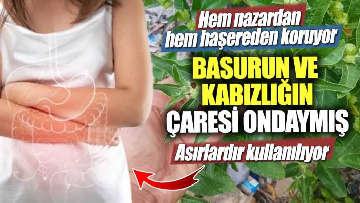 Hem nazardan hem haşereden koruyor! Basurun ve kabızlığın çaresi ondaymış