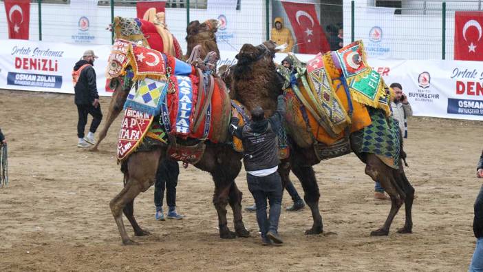 120 pehlivan deve Denizli arenasında buluştu