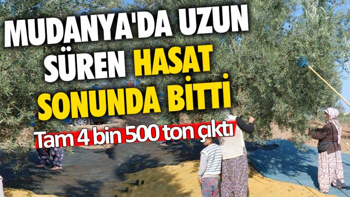 Mudanya'da uzun süren hasat sonunda bitti: Tam 4 bin 500 ton çıktı!