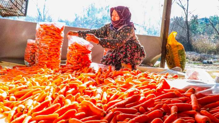 Denizli’de havuç hasadı başladı