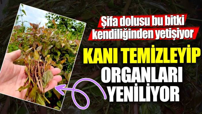 Kanı temizleyip organları yeniliyor! Şifa dolusu bu bitki kendiliğinden yetişiyor