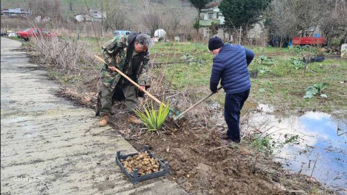 Toprak altında yetişen yer elmasının hasadı başladı