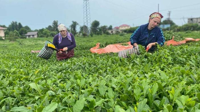 Rize çay ihracatından geçen yıl ne kadar kazandı?