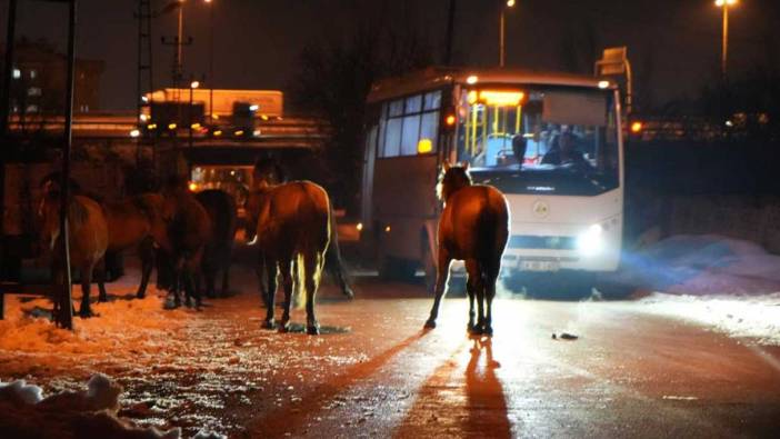 Aç kalan yılkı atları şehir merkezine indi