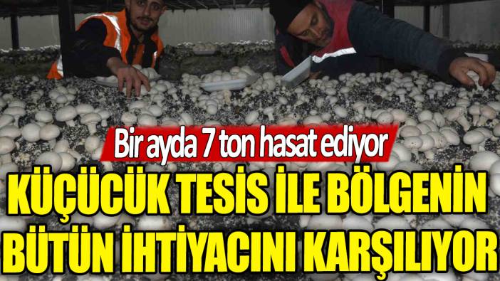 Bir ayda 7 ton hasat ediyor: Küçücük tesis ile bölgenin bütün ihtiyacını karşılıyor