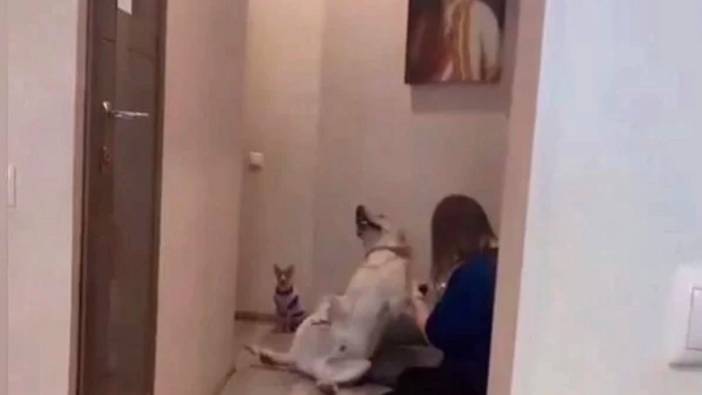 Tırnakları kesilen köpek dayanamadı bayıldı