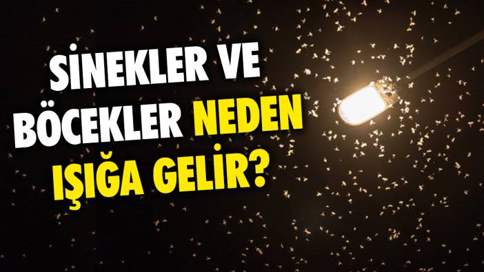 Yıllardır merak ediliyordu: Sinekler neden ışığa gelir?