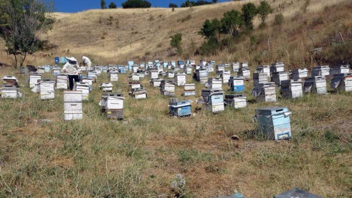 Nakliye masrafları arıcılığı olumsuz etkiledi