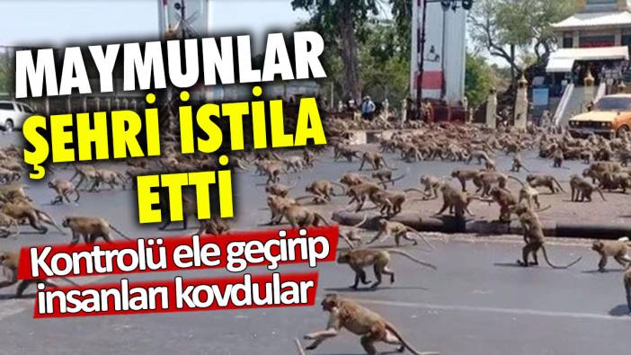 Maymunlar şehri istila etti: Kontrolü ele geçirip, insanları kovdular