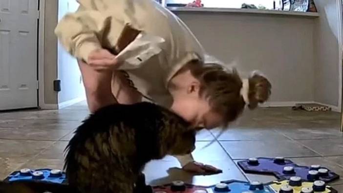 Kedi, sevgi butonuna adeta bağımlı: Başından kalkmıyor!