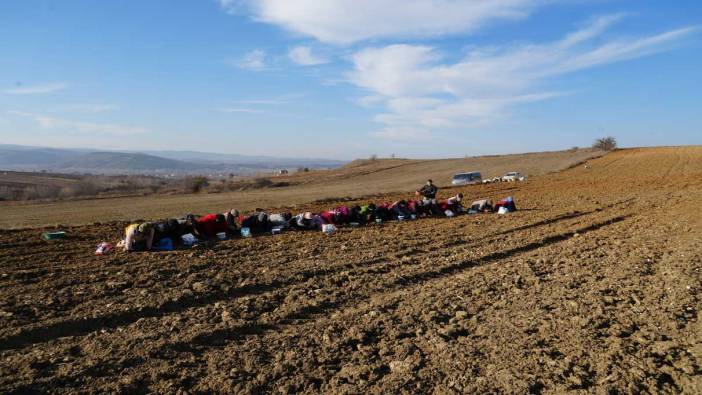 'Beyaz altın' toprakla buluşuyor!