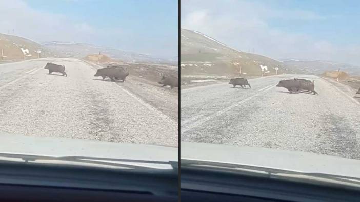 Domuz sürüsü panik yarattı!