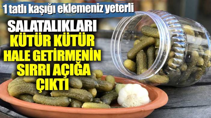 Salatalıkları kütür kütür hale getirmenin sırrı açığa çıktı! 1 tatlı kaşığı eklemeniz yeterli