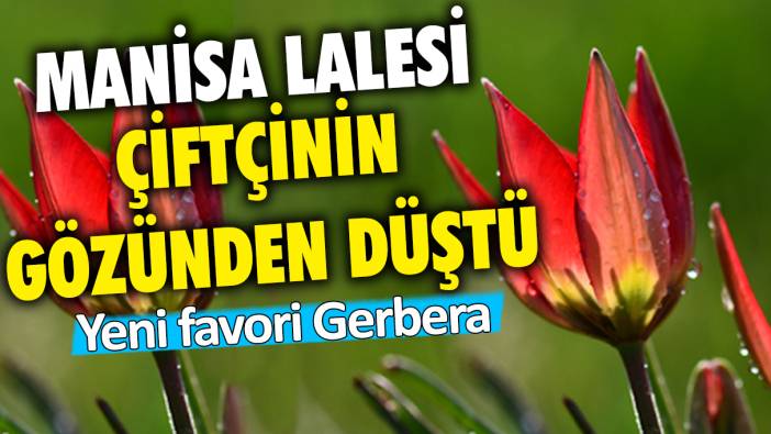 Manisa lalesi çiftçinin gözden düştü: Yeni favori 'Gerbera'