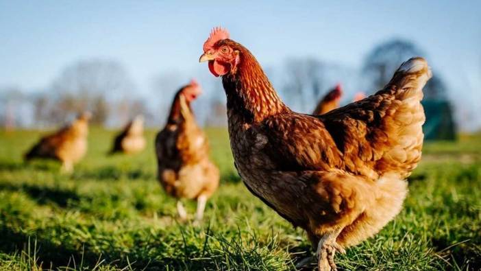 Rüyada canlı tavuk görmek ne anlama gelir?