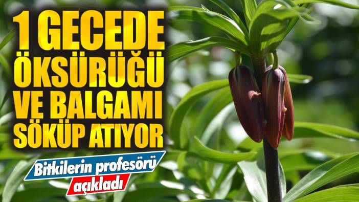 Bitkilerin profesörü açıkladı: 1 gecede öksürüğü ve balgamı söküp atıyor!