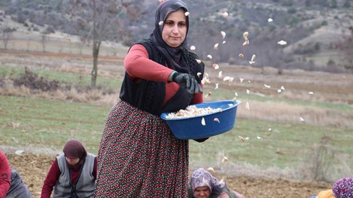 Beyaz altın toprakla erken buluştu