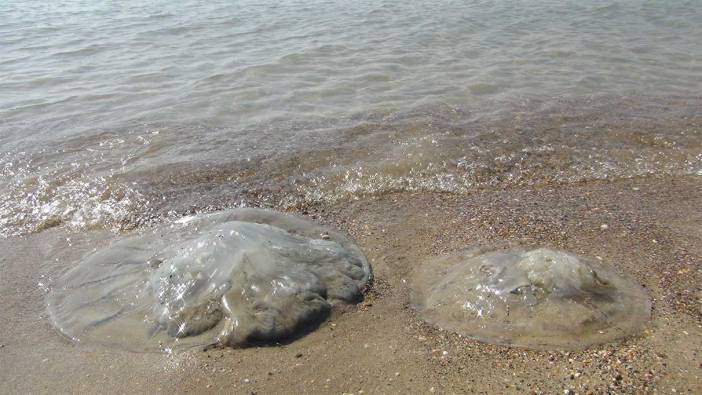 Mersin sahillerinde deniz anası istilası