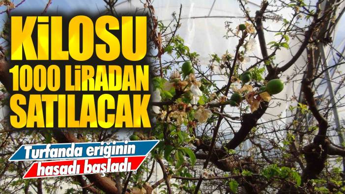 Turfanda eriğinin hasadı başladı: Kilosu 1000 liradan satılacak!