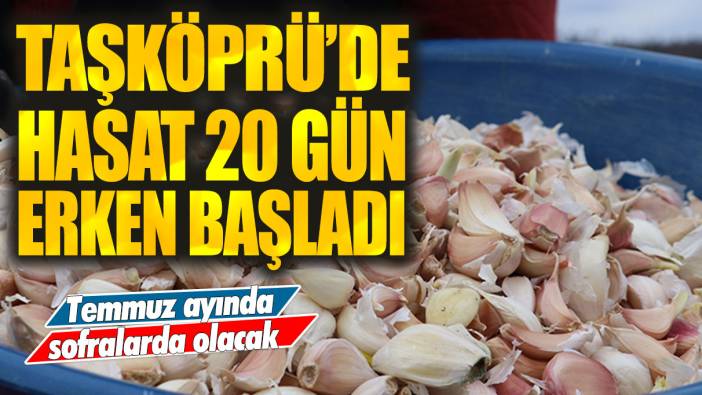 Taşköprü'de hasat 20 gün erken başladı: Temmuz ayında sofralarda olacak