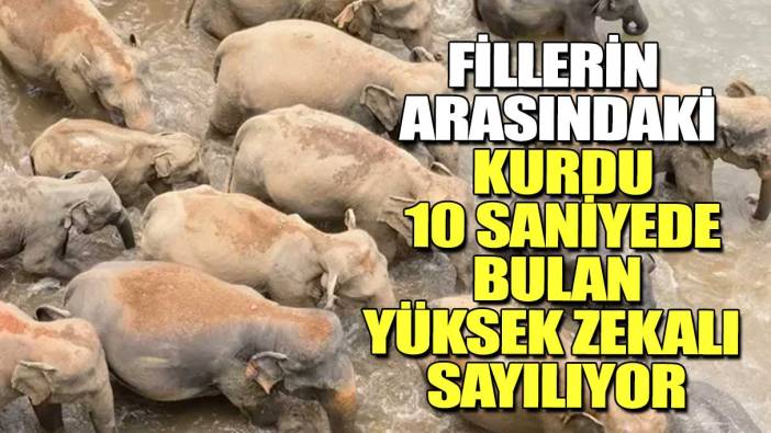 Fillerin arasındaki kurdu 10 saniyede bulan yüksek zekalı sayılıyor