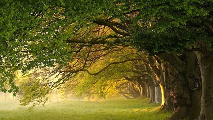 Rüyada ağaç görmek ne anlama gelir
