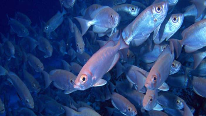 Rüyada balık görmek ne anlama gelir?