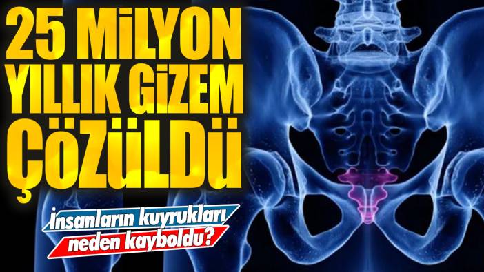 25 milyon yıllık gizem çözüldü: İnsanların kuyrukları neden kayboldu?