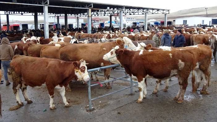 Yozgat’ın Kadışehri ilçesinde şap karantinası