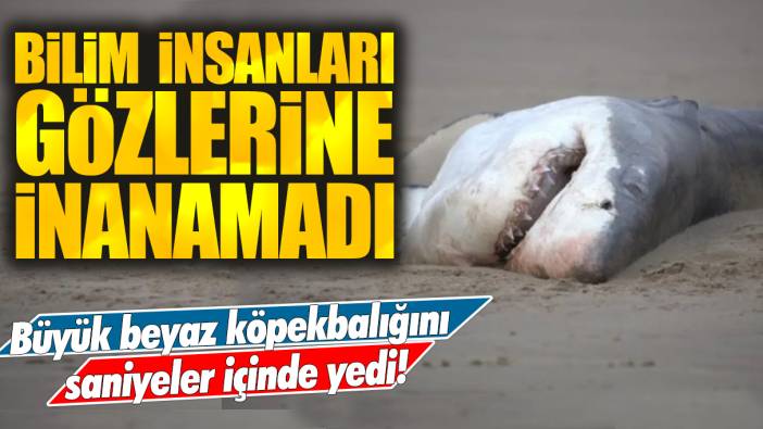 Bilim insanları inanamadı: Büyük beyaz köpekbalığını saniyeler içinde yedi!