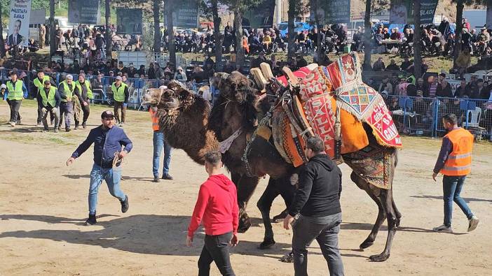 Köşk’te Deve Güreşi Festivali düzenlendi