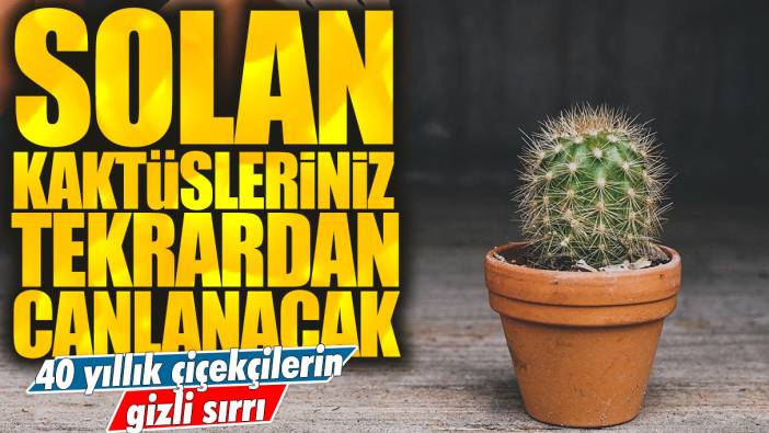 40 yıllık çiçekçilerin gizli sırrı: Solan kaktüsleriniz tekrardan canlanacak!