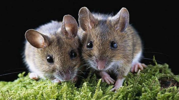 Rüyada fare görmenin manası nedir?